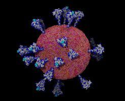 El coronavirus develado