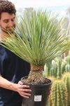 Comprar Yucca Rostrata