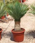 Comprar Yucca Rostrata